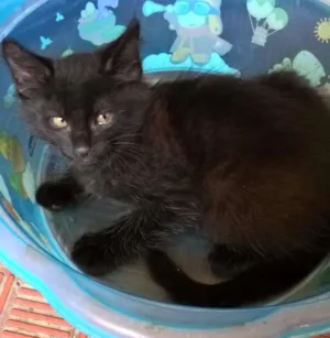 Gato raça mista idade 2 a 6 meses nome Tizill