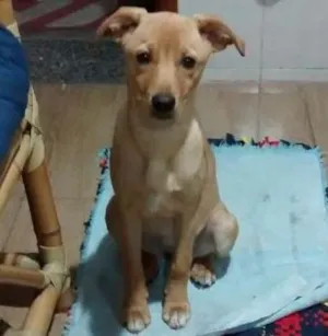 Cachorro raça Vira lata idade 2 a 6 meses nome Nina