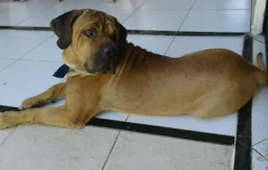 Cachorro raça FILA BRASILEIRO idade 7 a 11 meses nome SCOOB