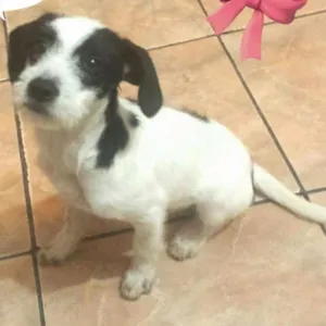 Cachorro raça Pequena idade 2 a 6 meses nome Shakira Urgente