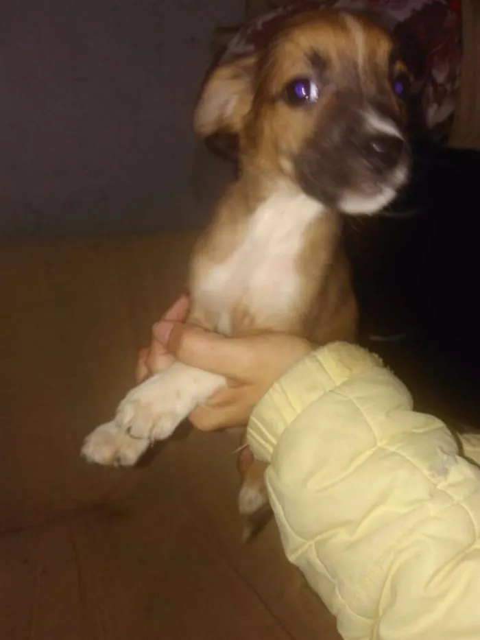 Cachorro ra a SRD idade 2 a 6 meses nome Pekena