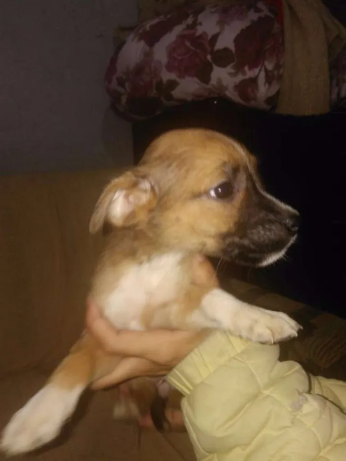 Cachorro ra a SRD idade 2 a 6 meses nome Pekena