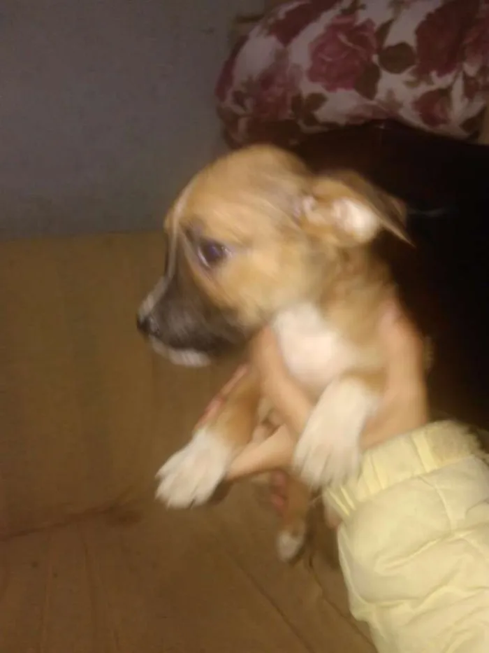 Cachorro ra a SRD idade 2 a 6 meses nome Pekena