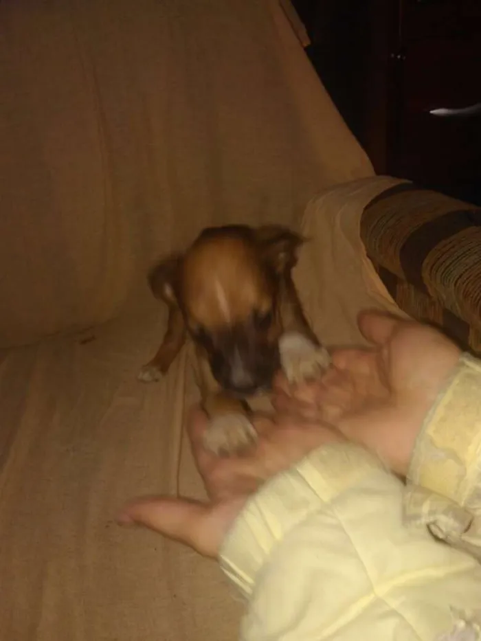 Cachorro ra a SRD idade 2 a 6 meses nome Pekena