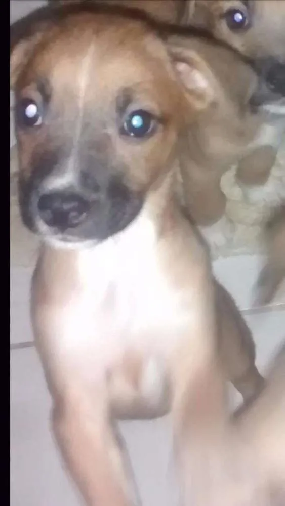 Cachorro ra a SRD idade 2 a 6 meses nome Pekena