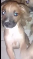 Pekena