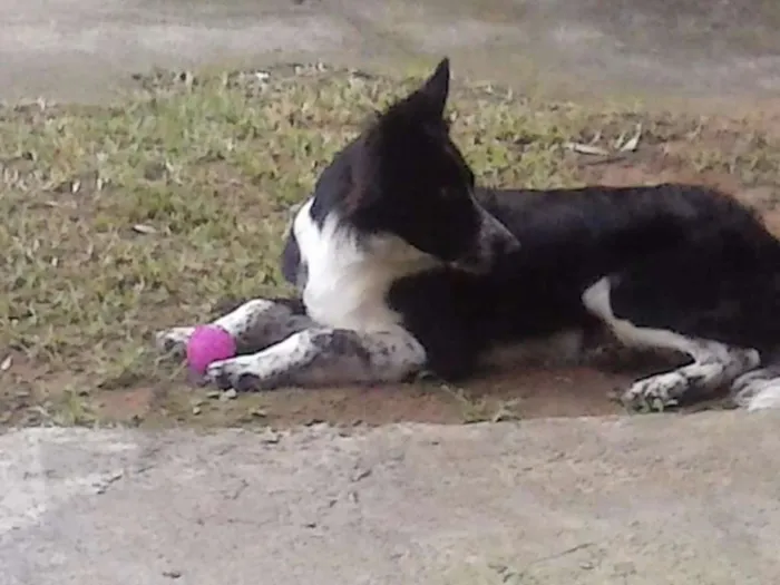 Cachorro ra a Bordder collie e rcd idade 2 anos nome Baddy e Rozinha