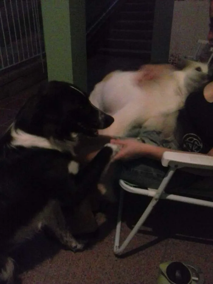 Cachorro ra a Bordder collie e rcd idade 2 anos nome Baddy e Rozinha