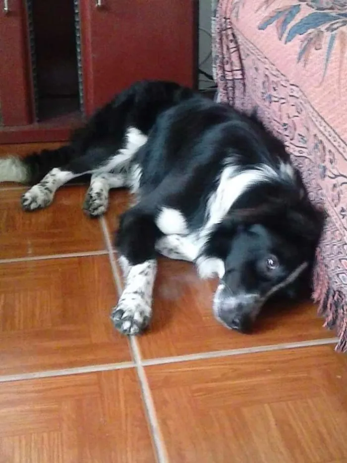 Cachorro ra a Bordder collie e rcd idade 2 anos nome Baddy e Rozinha