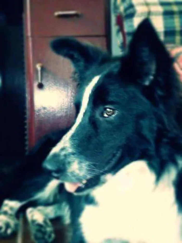 Cachorro ra a Bordder collie e rcd idade 2 anos nome Baddy e Rozinha