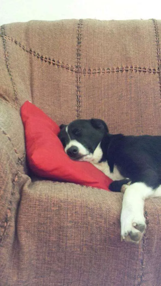 Cachorro ra a Bordder collie e rcd idade 2 anos nome Baddy e Rozinha