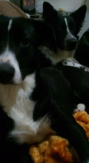 Cachorro raça Bordder collie e rcd idade 2 anos nome Baddy e Rozinha