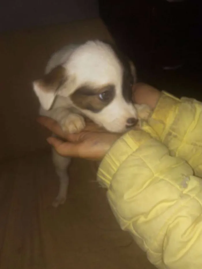 Cachorro ra a SRD idade 2 a 6 meses nome Branka