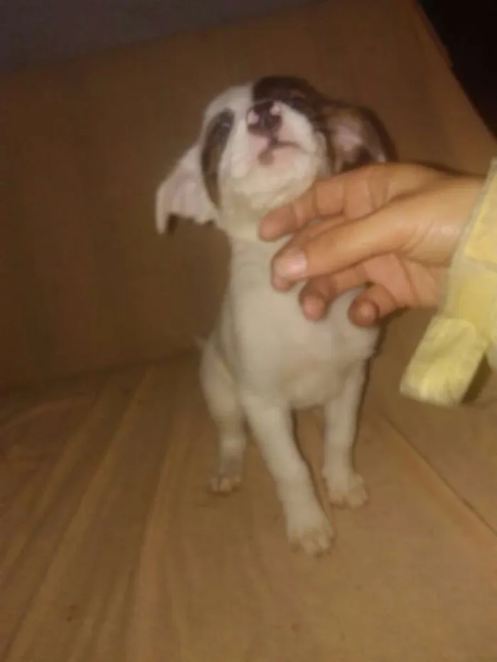 Cachorro ra a SRD idade 2 a 6 meses nome Branka