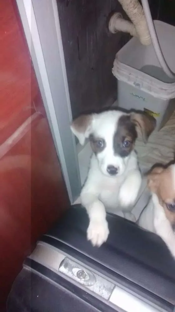 Cachorro ra a SRD idade 2 a 6 meses nome Branka