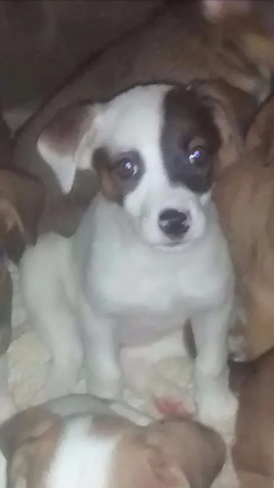 Cachorro ra a SRD idade 2 a 6 meses nome Branka