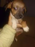Snoopy