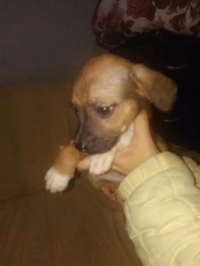 Cachorro ra a SRD idade 2 a 6 meses nome Snoopy