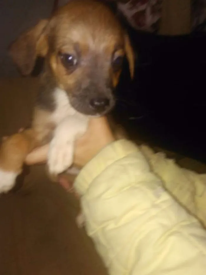Cachorro ra a SRD idade 2 a 6 meses nome Snoopy