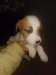 Woody