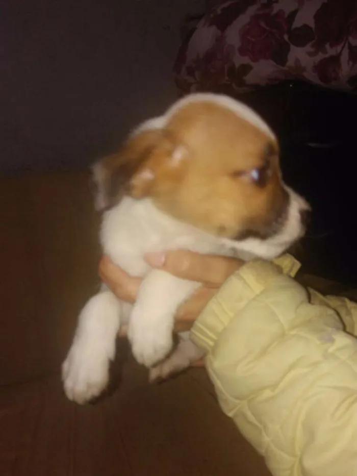Cachorro ra a SRD idade 2 a 6 meses nome Woody