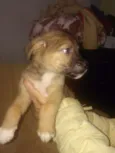 Teddy