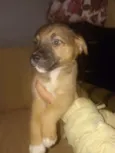 Teddy