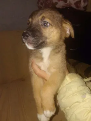 Cachorro raça SRD idade 2 a 6 meses nome Teddy