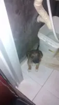 Zeca