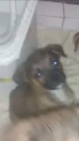 Zeca