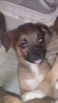 Zeca