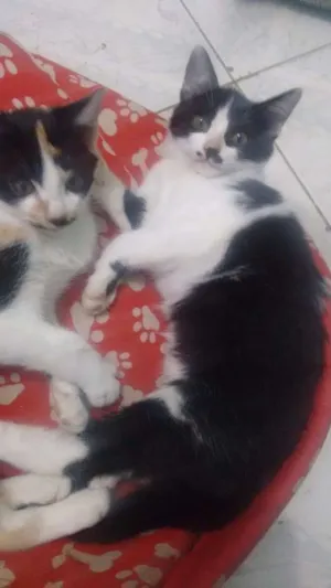 Gato raça Sem raça definido  idade 2 a 6 meses nome juju