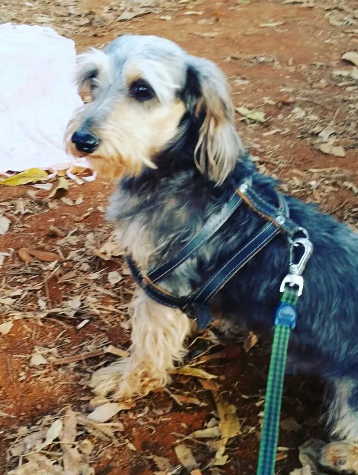 Cachorro ra a VIRA LATA idade 3 anos nome NINO