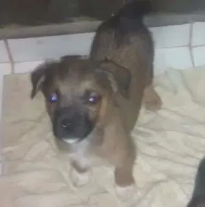 Cachorro raça SRD idade 2 a 6 meses nome Zeca