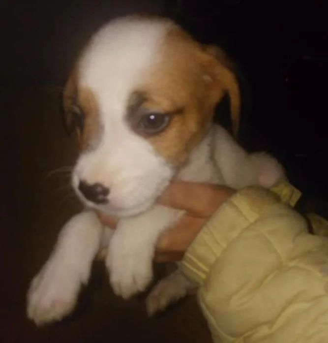 Cachorro ra a SRD idade 2 a 6 meses nome Woody
