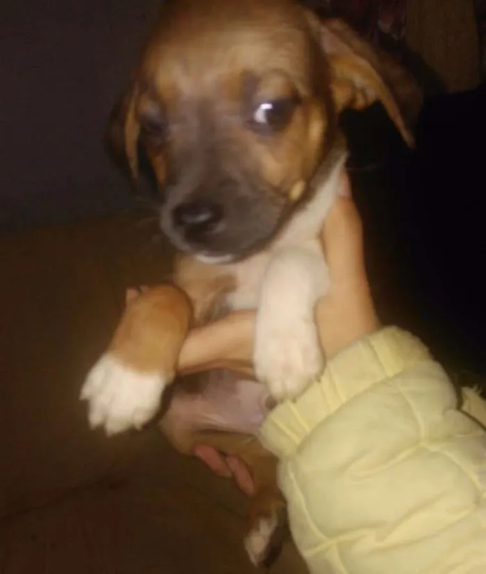 Cachorro ra a SRD idade 2 a 6 meses nome Snoopy