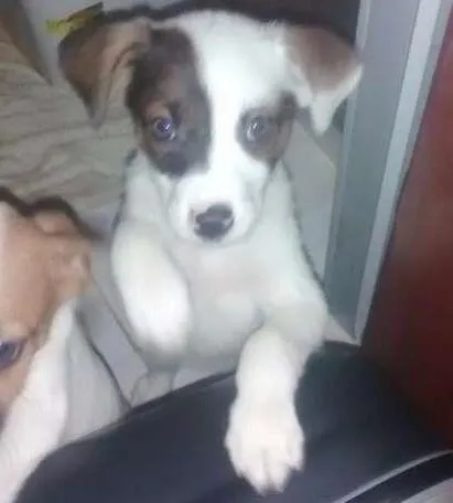 Cachorro ra a SRD idade 2 a 6 meses nome Branka