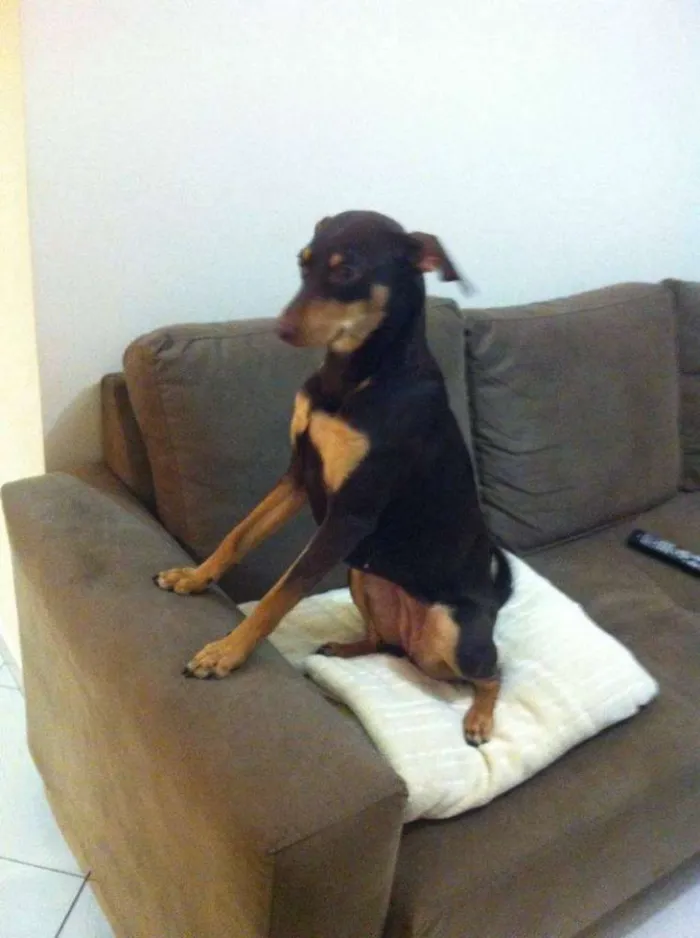 Cachorro ra a Pinscher idade 7 a 11 meses nome PRETA