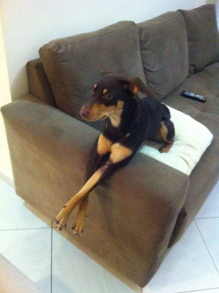 Cachorro ra a Pinscher idade 7 a 11 meses nome PRETA