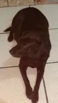 Belinha