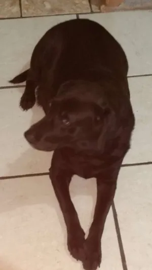 Cachorro raça Parece  idade 5 anos nome Belinha
