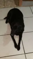 Belinha