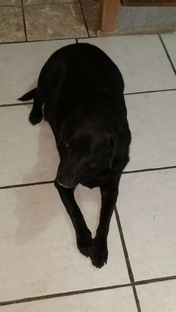 Cachorro raça Parece  idade 5 anos nome Belinha
