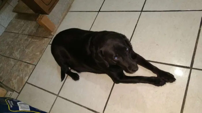 Cachorro raça Parece  idade 5 anos nome Belinha