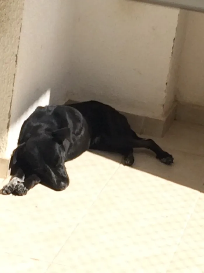 Cachorro ra a Sem raça definida  idade 7 a 11 meses nome Negão