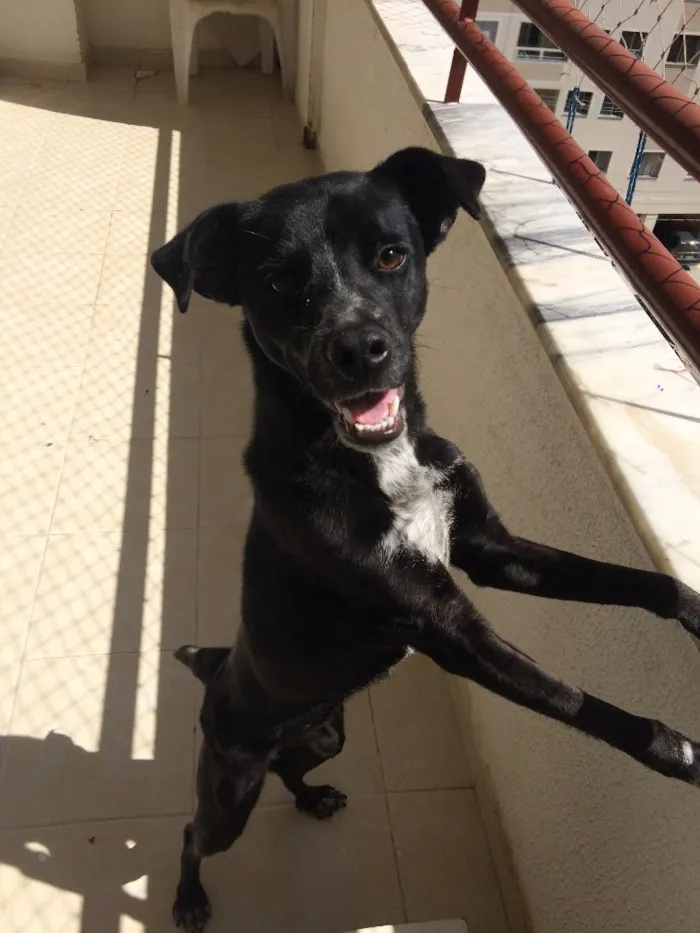 Cachorro ra a Sem raça definida  idade 7 a 11 meses nome Negão