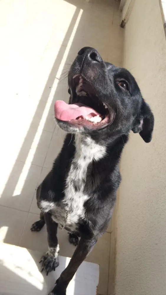 Cachorro ra a Sem raça definida  idade 7 a 11 meses nome Negão