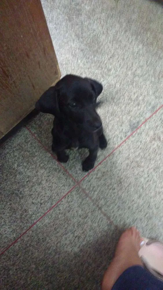 Cachorro ra a INDEFINIDA idade 2 a 6 meses nome PETA