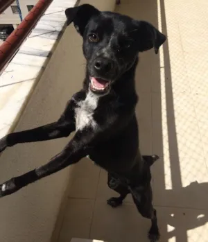 Cachorro raça Sem raça definida  idade 7 a 11 meses nome Negão