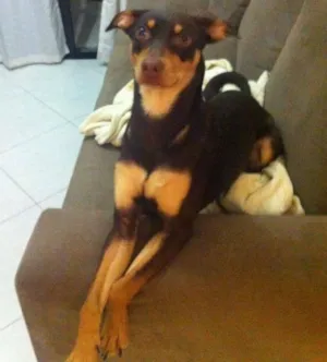 Cachorro raça Pinscher idade 7 a 11 meses nome PRETA